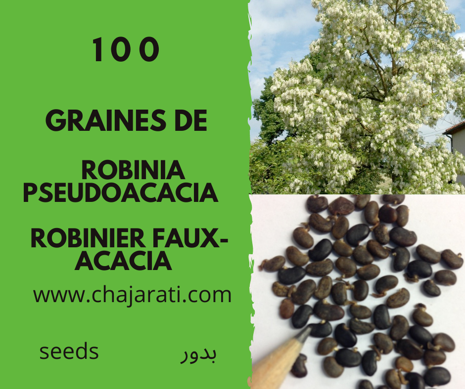 100 robinier faux-acacia graines