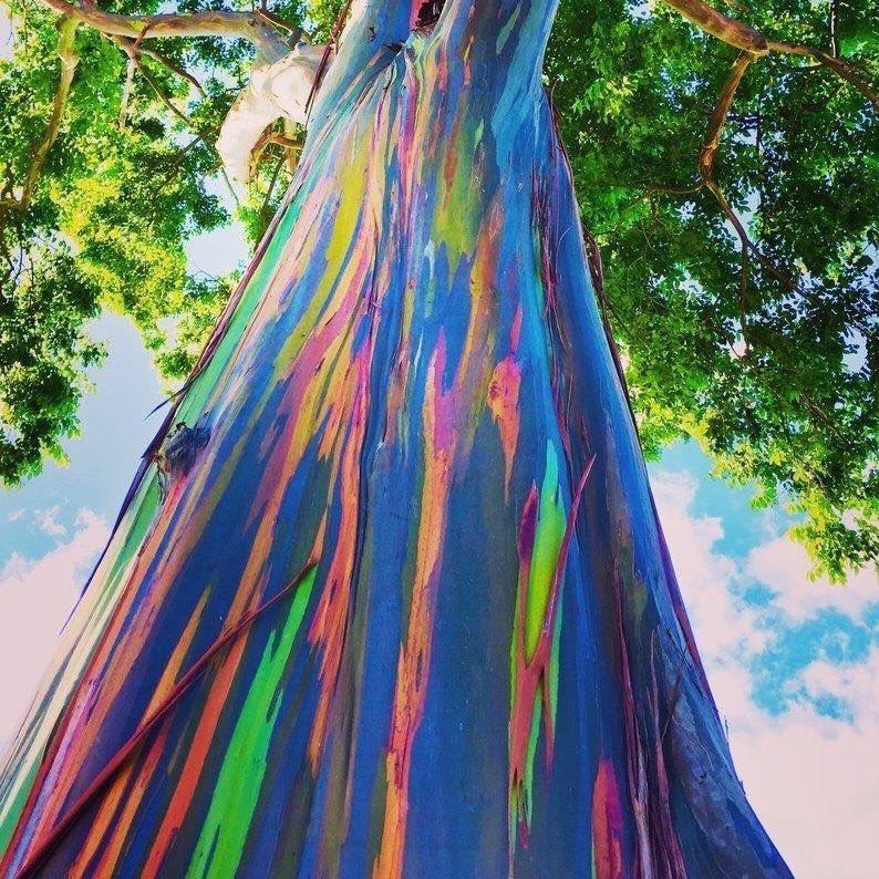 Eucalyptus Arc En Ciel – Eucalyptus deglupta – Rainbow