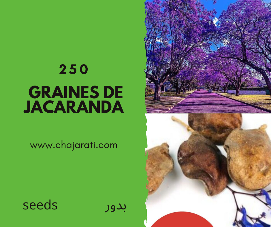 250 Graines de jacaranda