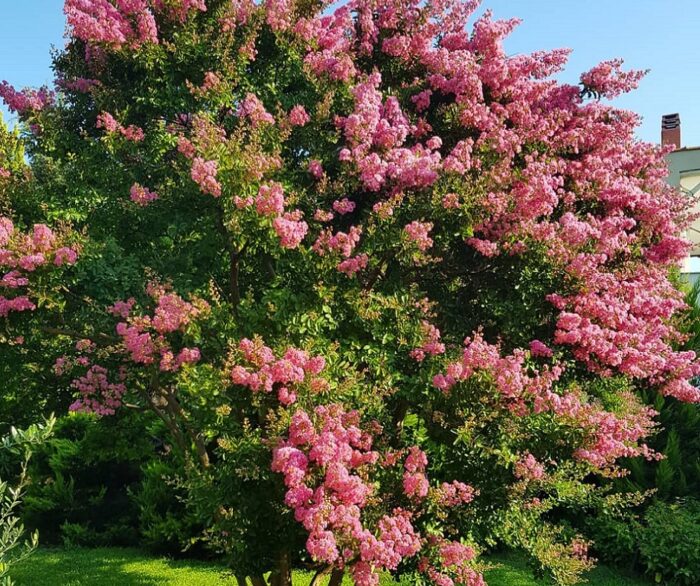 150 Graines de lilas des Indes - Lagerstroemia speciosa