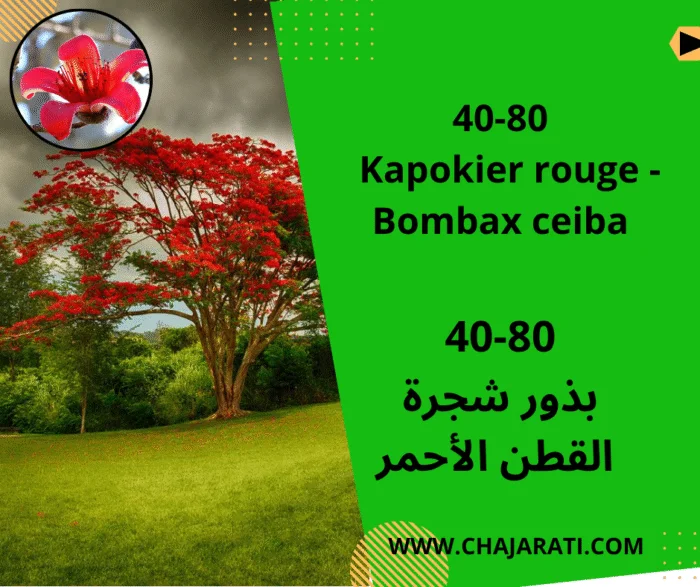 Graines Kapokier rouge – Bombax ceiba – بذور شجرة القطن الأحمر