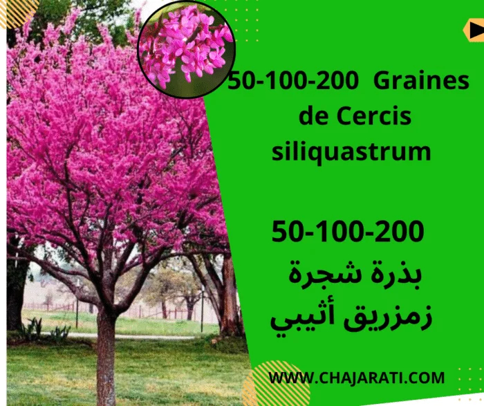 Graines de Cercis siliquastrum – بذور زمزريق أثيبي
