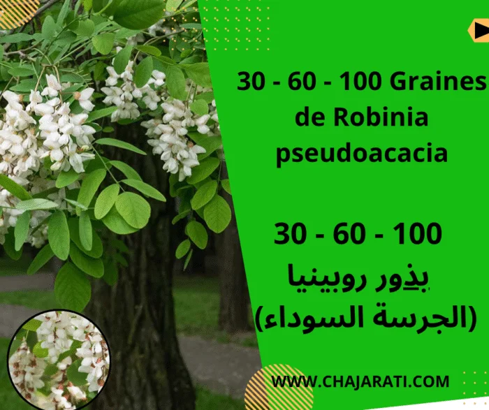 Graines de Robinia pseudoacacia – robinier faux-acacia