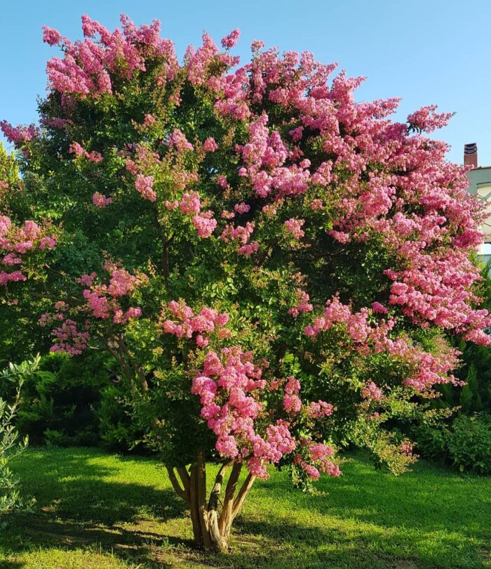 150 Graines de lilas des Indes - Lagerstroemia speciosa