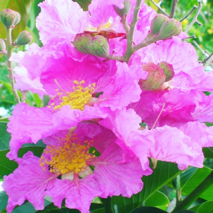 150 Graines de lilas des Indes - Lagerstroemia speciosa