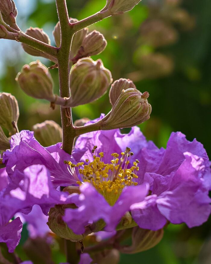 150 Graines de lilas des Indes - Lagerstroemia speciosa