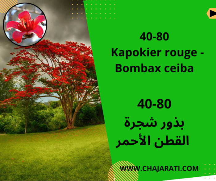 Le kapokier rouge (Bombax ceiba) شجرة القطن الأحمر