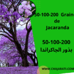 Graines de jacaranda بذور جاكراندا