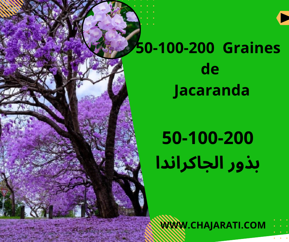 Graines de jacaranda بذور جاكراندا