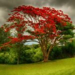 Arbre Bombax ceiba - KAPOKIER ROUGE