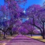 Arbre de Jacaranda