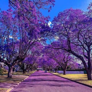 jacaranda-2