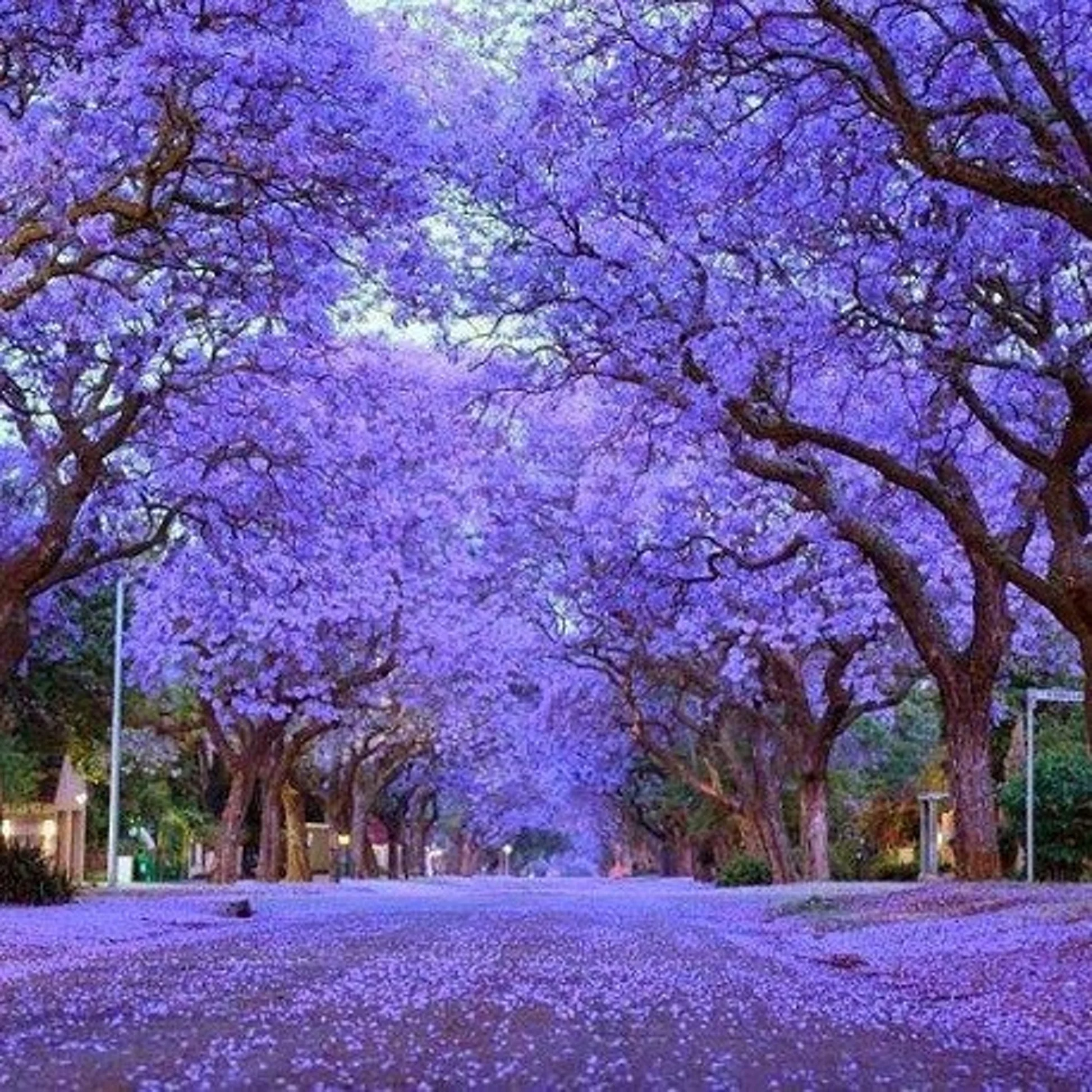 Graines de jacaranda بذور جاكراندا