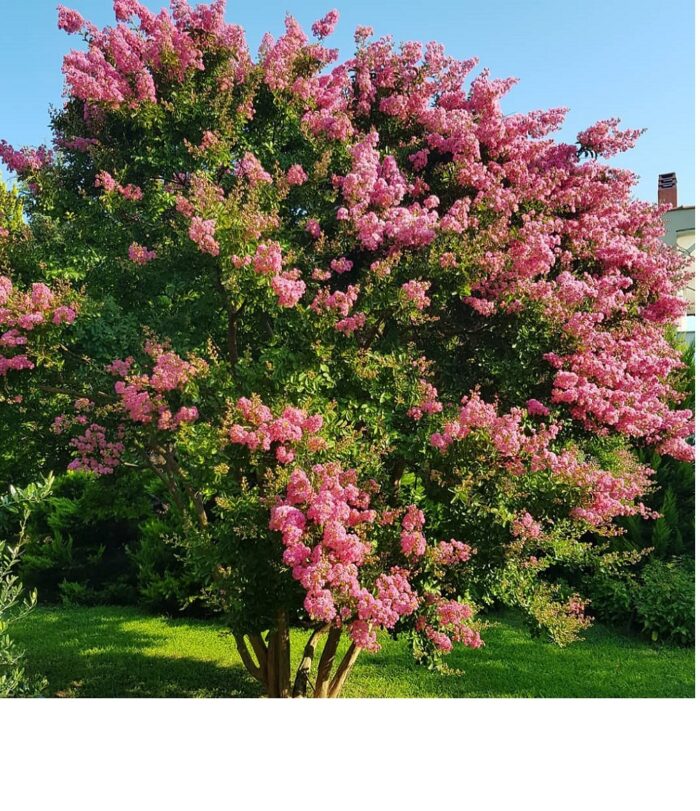 Graines de lilas des Indes - Lagerstroemia speciosa  -  بذور شجرة فخر الهند – Image 2