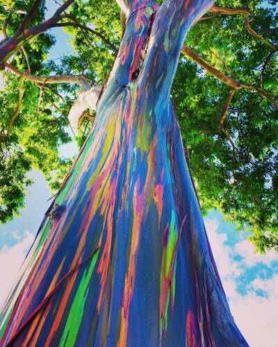 d’Eucalyptus Arc-en-Ciel (Eucalyptus deglupta)