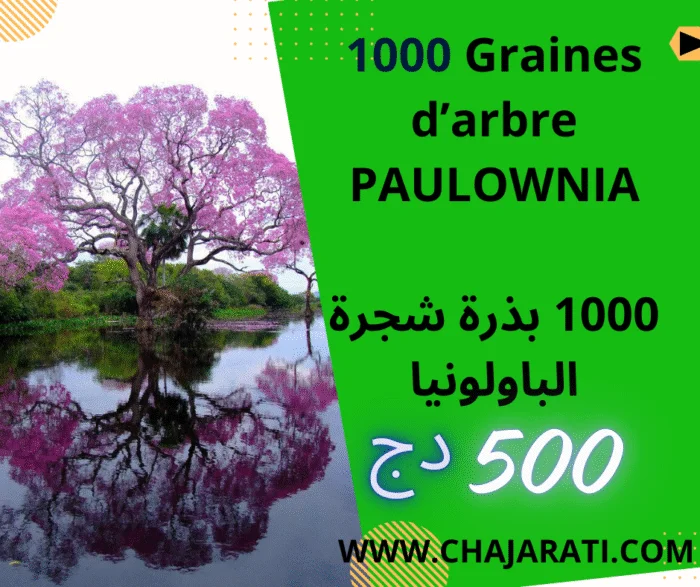 Graines de Paulownia -Paulownia seeds – بذور الباولونيا