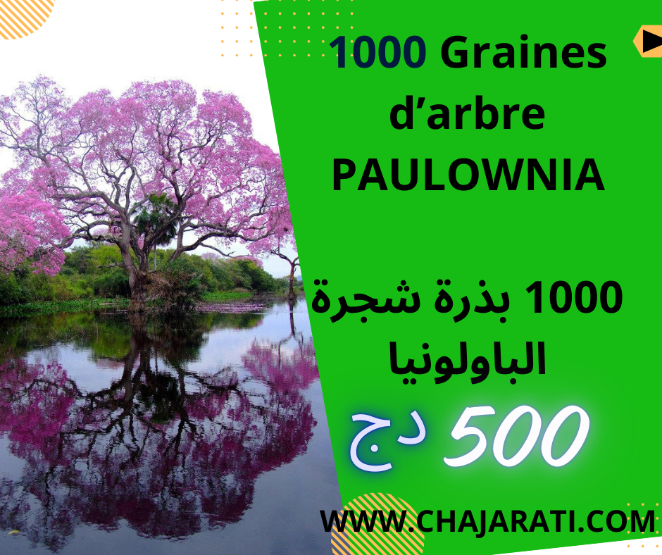 Paulownia graines chajarati