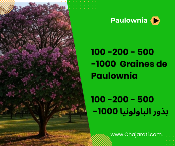 بذور الباولونيا Graines de Paulownia