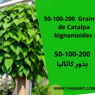 Graines de Catalpa bignonioides – بذور كتالبا بيغونيويديس