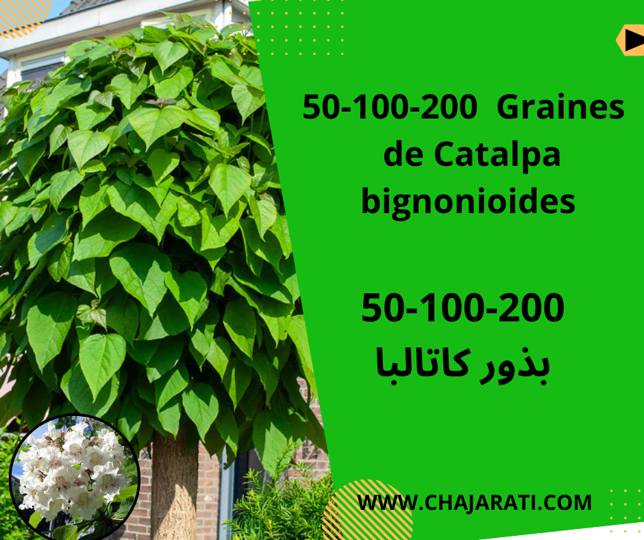 Catalpa bignonioides بذور كاتالبا