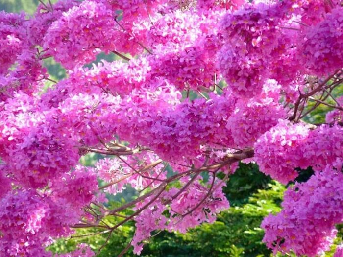 30 -50 - 100 Graines de Tabebuia rosea 'Pink' – Image 3