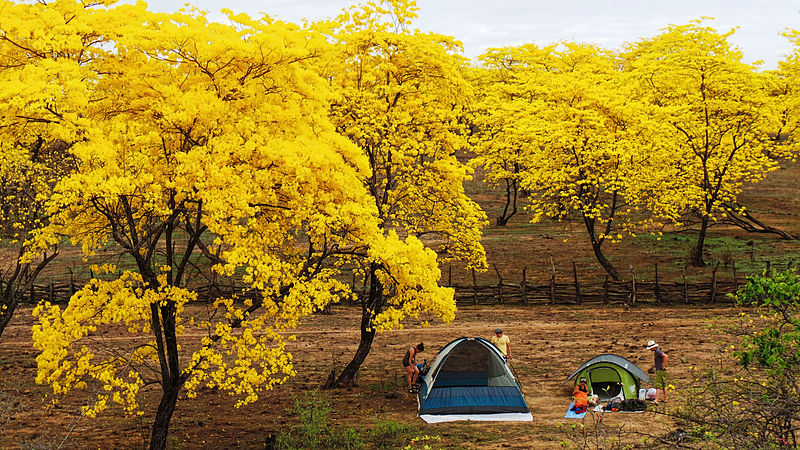 30 -50 - 100 Graines de Tabebuia chrysantha-  بذور تابوبيا  الصفراء – Image 3