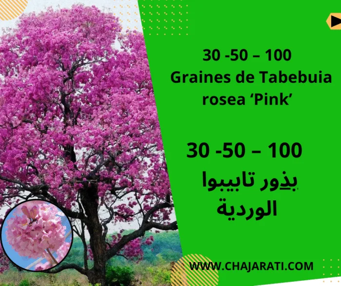 Graines de Tabebuia rosea ‘Pink’