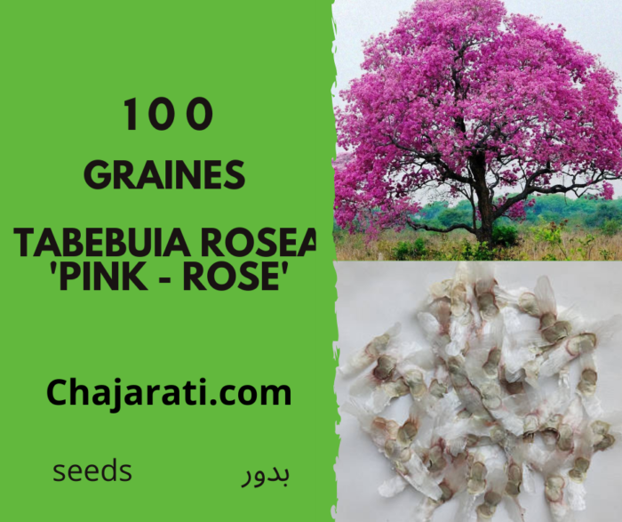 graines Tabebuia rosea 'Pink'