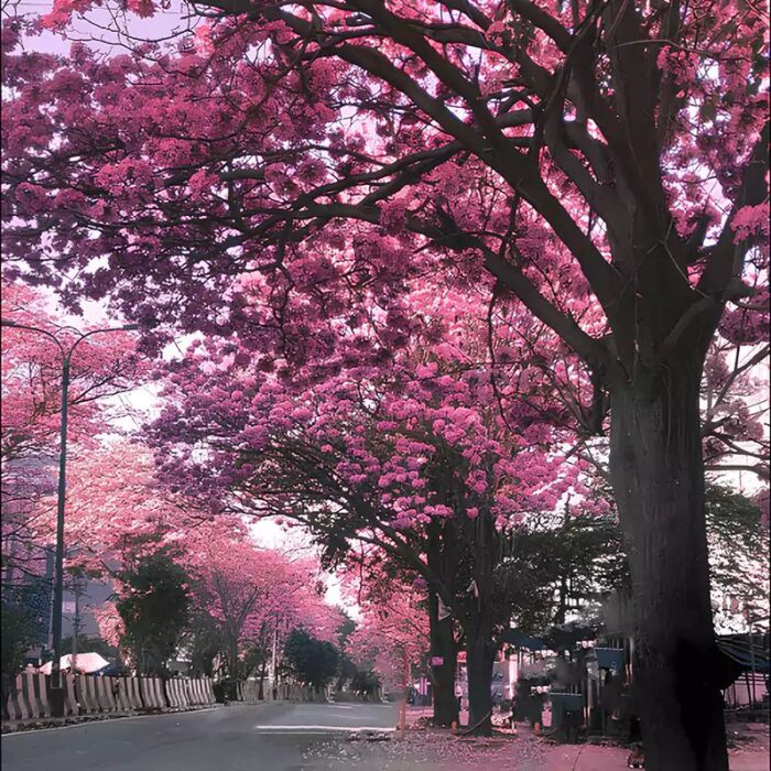 30 -50 - 100 Graines de Tabebuia rosea 'Pink' – Image 2