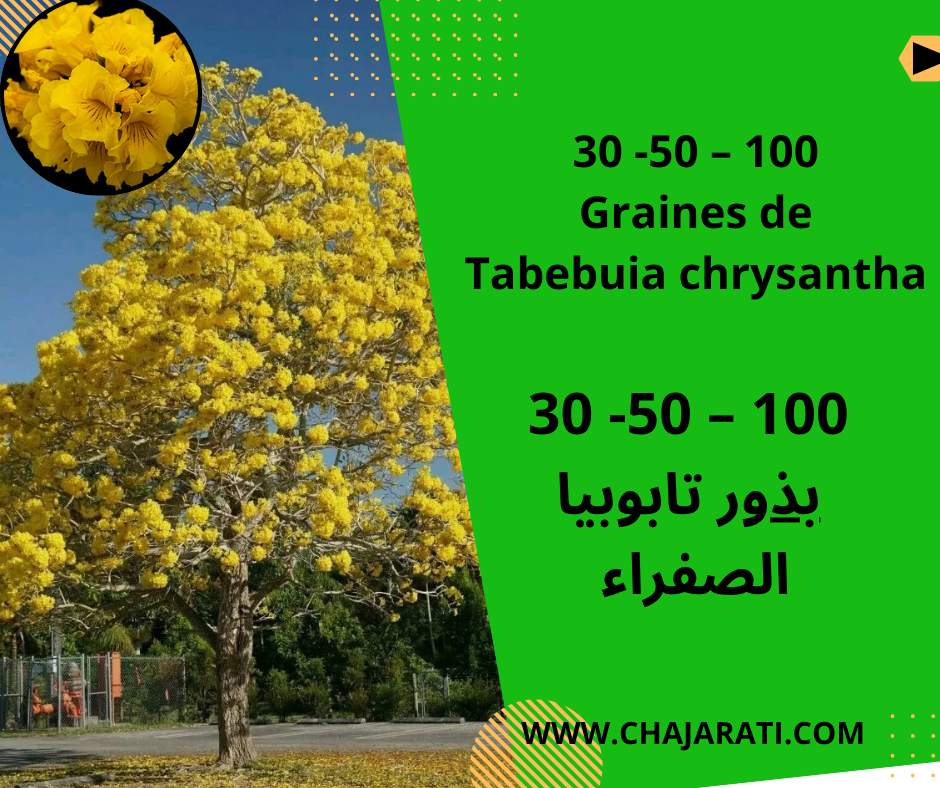 Graines de Tabebuia chrysantha-