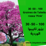 Graines de Tabebuia rosea ‘Pink’