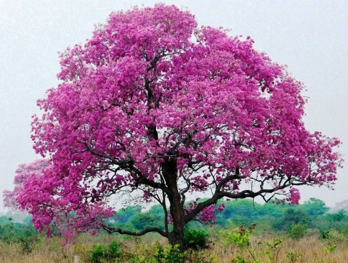 30 -50 - 100 Graines de Tabebuia rosea 'Pink' – Image 4