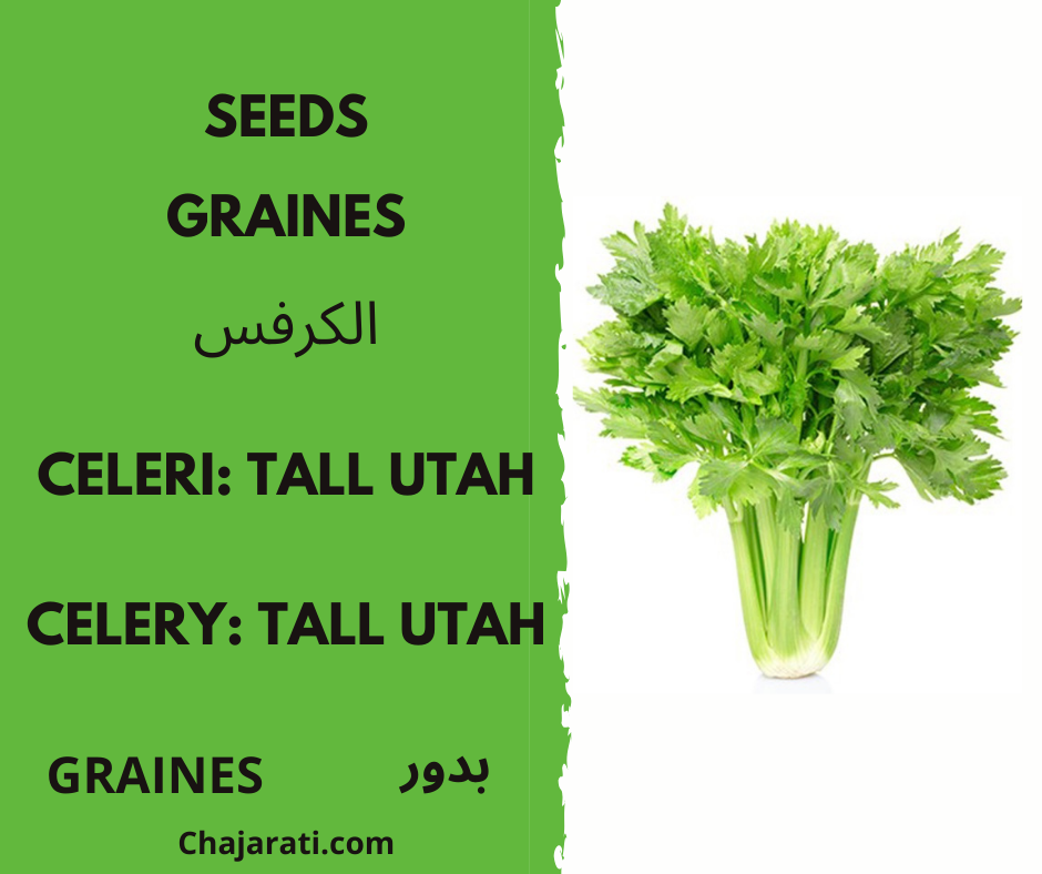 graines Celeri Tall Utah chajarati