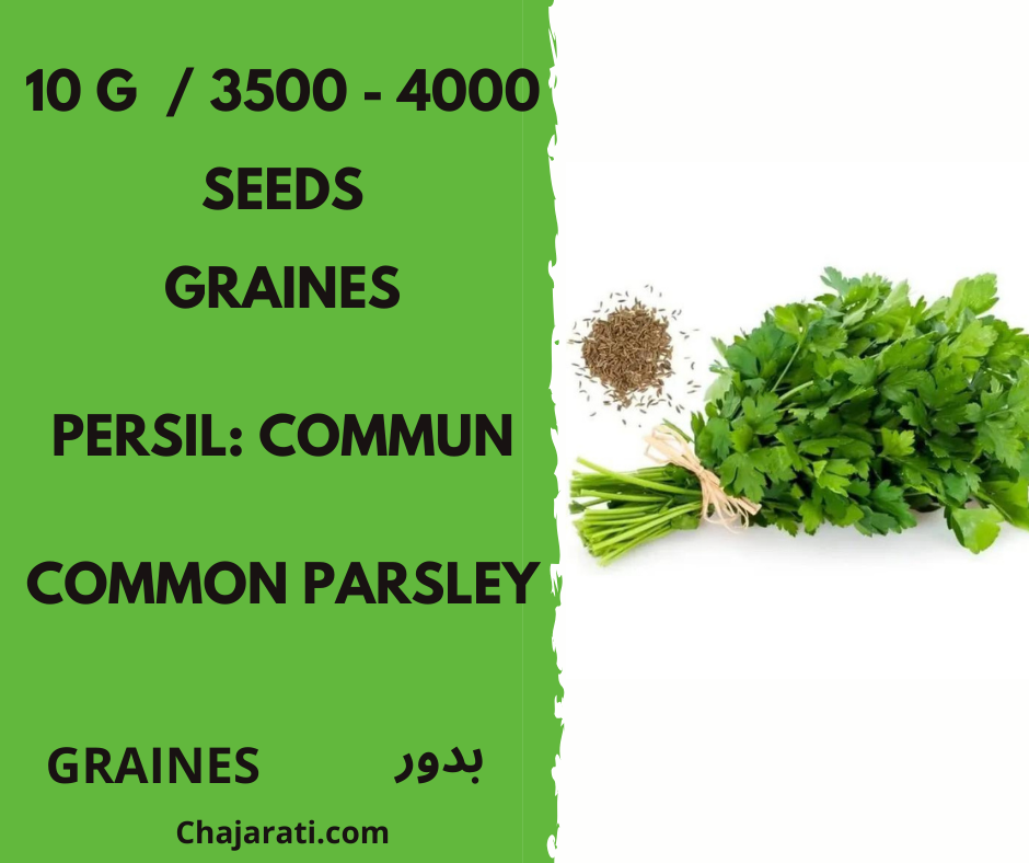 Common Parsley chajarati