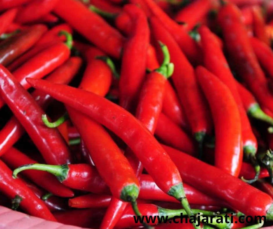 Graines de piment rouge – بذور الفلفل الأحمر