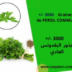 Graines de persil commun بذور البقدونس العادي