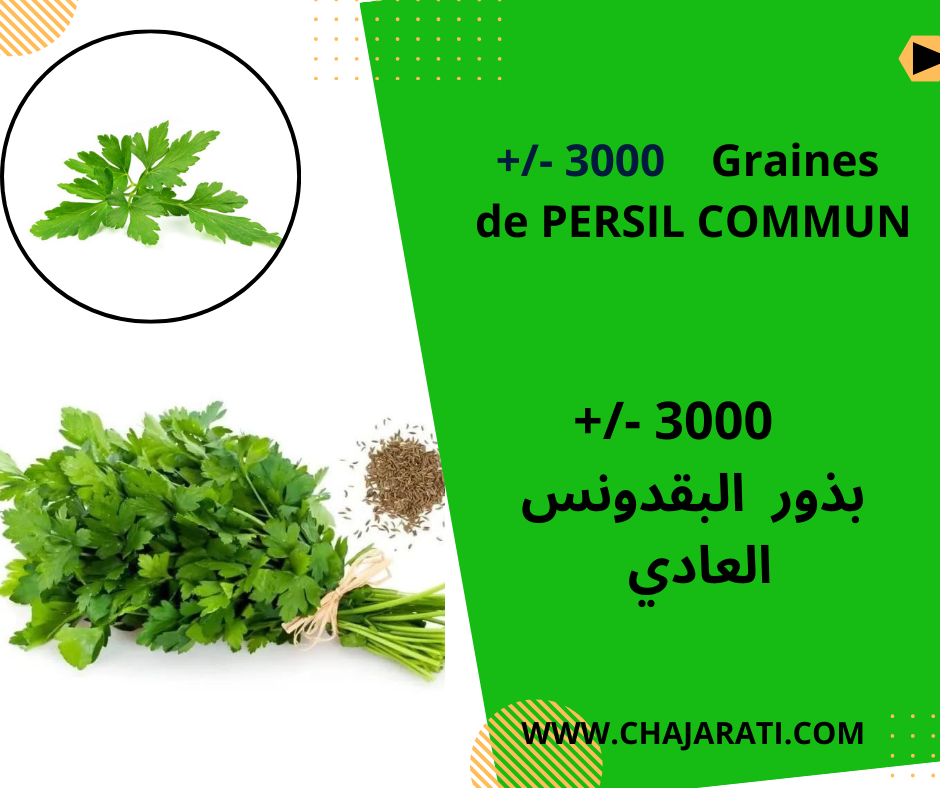 Graines de persil commun
