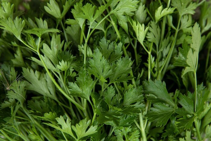 Graines seeds Persil: Géant D’Italie