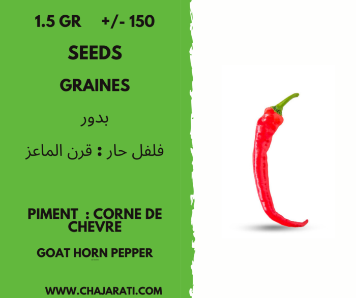 graine piment : corne de chèvre algerie