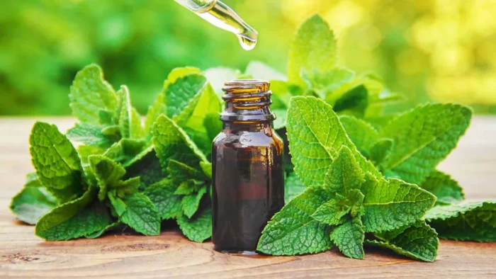 +/- 1500  De Graines menthe poivree - peppermint seeds – Image 3