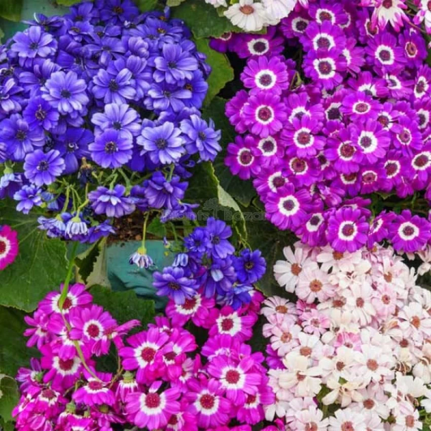 120-cineraria-mix-colour-hybrid-flower-seeds-c7920-aywal-original-imagqze3uh5eahcc (1)