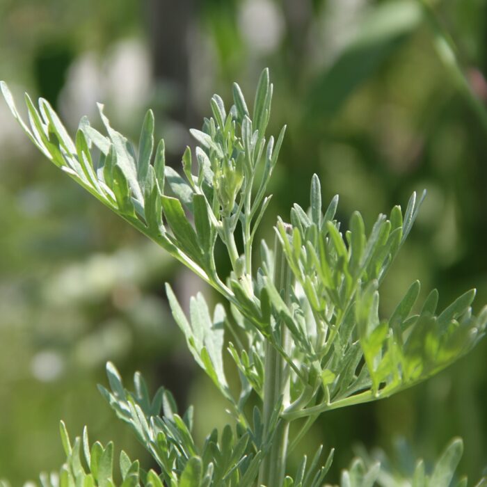 GRAINES ARMOISE GRANDE ABSINTHE - Mugwort seeds
