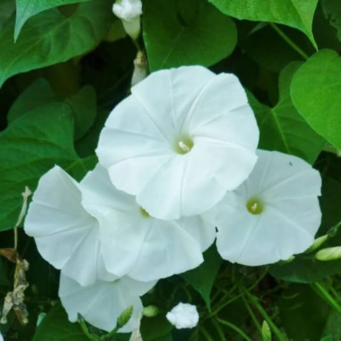 graines Morning Glory Pearly Gates - Ipomoea seeds