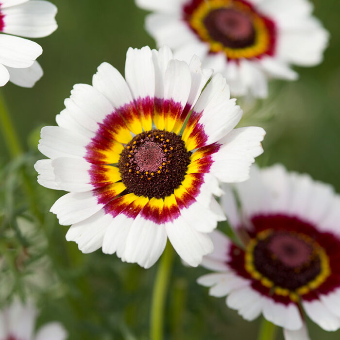 Chrysanthème Chrysanthemum polar star