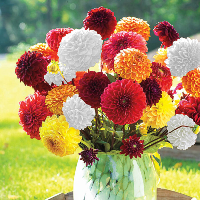 graines dahlia Pompon Mix aLGERIE