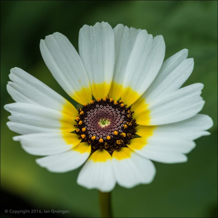 Chrysanthème Chrysanthemum polar star