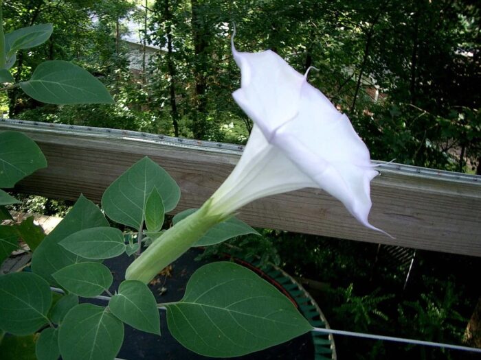 graines Morning Glory Pearly Gates - Ipomoea seeds