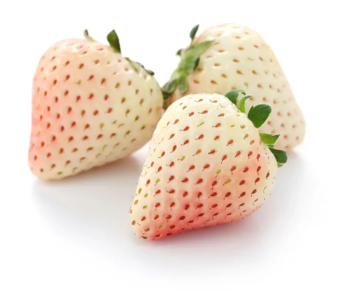 +/- 300 graines fraisier des bois ( Blanche) - White Soul, Strawberry – Image 4