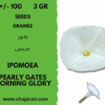 graines Morning Glory Pearly Gates - Ipomoea seeds