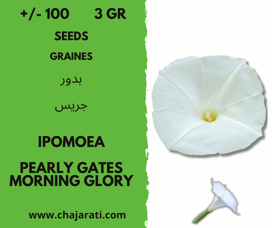 Morning Glory pearly gates chajarati